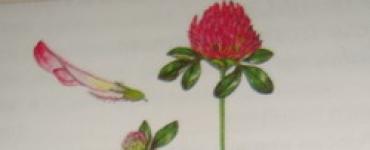 Клевер луговой (Клевер красный) – описание, полезные свойства, применение Клевер луговой тип соцветия